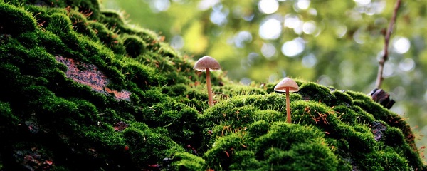 Lên sóng với ứng dụng Movify. 