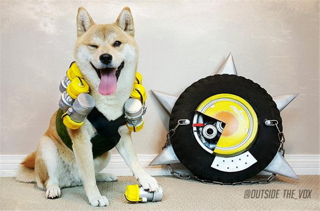 Chú chó này đã khiến các nhân vật Overwatch trông cực kỳ dễ thương
