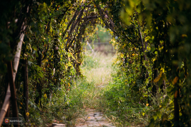 Một cánh đồng hoa bao la với bầy cừu xinh xắn, ở Hà Nội cũng có rồi đấy!