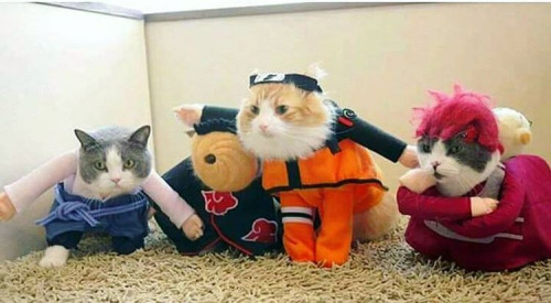 Bạn vừa thích mèo vừa thích Cosplay - Quán cafe Mèo Cosplay này chính là địa điểm mơ ước của bạn