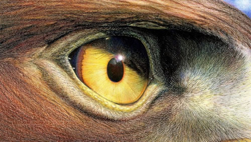 VLTK Mobile: Game thủ tạm thời hài lòng dù VNG không đền bù mất mát từ Mắt Diều Hâu