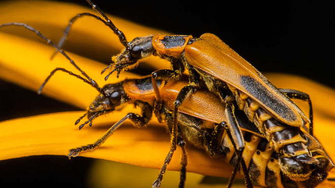 Kỳ lạ loài bọ Zombie có hành vi "đồi bại" trong tự nhiên