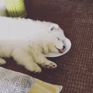 Tổng hợp những khoảnh khắc cute lạc lối của những chú chó Samoyed