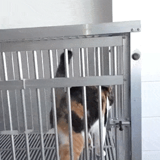 Những pha đào tẩu không thể nào điêu luyện hơn của thú cưng 14