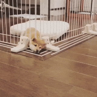 Những pha đào tẩu không thể nào điêu luyện hơn của thú cưng 2