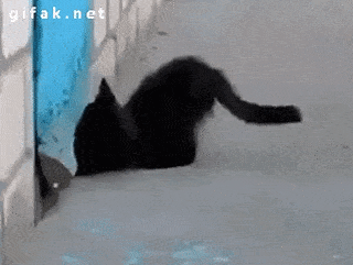 Những pha đào tẩu không thể nào điêu luyện hơn của thú cưng 9