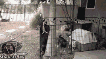 Những pha đào tẩu không thể nào điêu luyện hơn của thú cưng 11