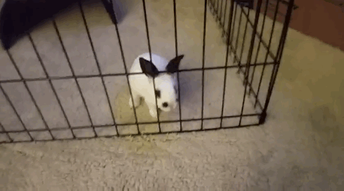 Những pha đào tẩu không thể nào điêu luyện hơn của thú cưng 13