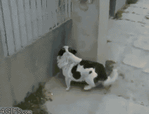 Những pha đào tẩu không thể nào điêu luyện hơn của thú cưng 15