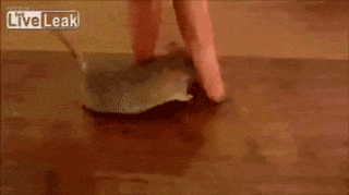 15 pha tổ lái vượt chướng ngại vật siêu đẳng 4