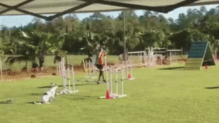 15 pha tổ lái vượt chướng ngại vật siêu đẳng 11