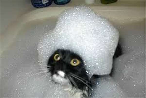 18 chú mèo ‘thà chết chứ không chịu đi tắm’ khiến người xem cười nắc nẻ, số 5 còn hơn ngày tận thế đến