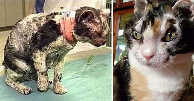 Chú mèo 5 lần xông vào biển lửa, thương tích đầy mình, lý do thực dễ khiến lòng người cảm động