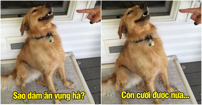 Cười lăn với 19 ‘kiểu ăn năn’ của thú cưng khi bị bắt quả tang, #17 đừng chọc giận chú mèo này