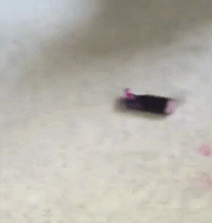 Cười lăn với 19 ‘kiểu ăn năn’ của thú cưng khi bị bắt quả tang, #17 đừng chọc giận chú mèo này 15