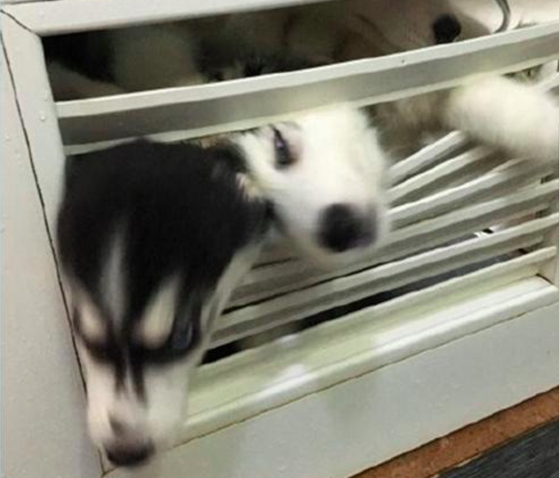 Cô chủ nuôi 9 chú chó Husky, tưởng tăng thêm 9 liều thuốc tinh thần, ai dè…