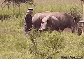 16 con vật hổ báo không nể nang bất kì ai 7