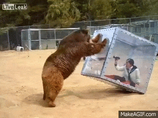 16 con vật hổ báo không nể nang bất kì ai 6