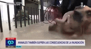 14 cảnh tượng cười ra nước mắt mỗi khi trời mưa bão ập về 10