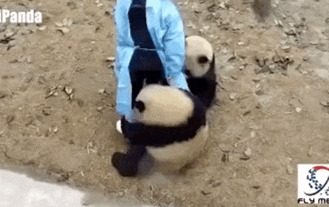 16 con vật hổ báo không nể nang bất kì ai 14