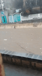 14 cảnh tượng cười ra nước mắt mỗi khi trời mưa bão ập về 11