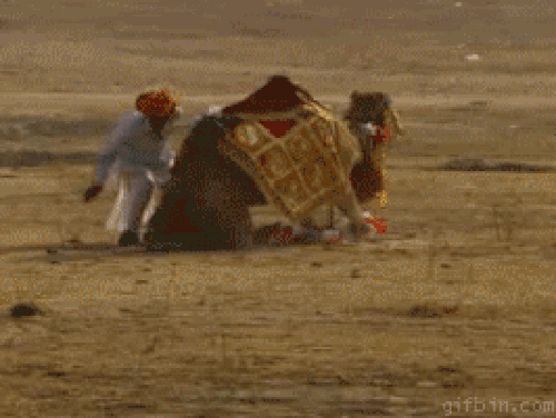 16 con vật hổ báo không nể nang bất kì ai