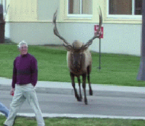 16 con vật hổ báo không nể nang bất kì ai 5