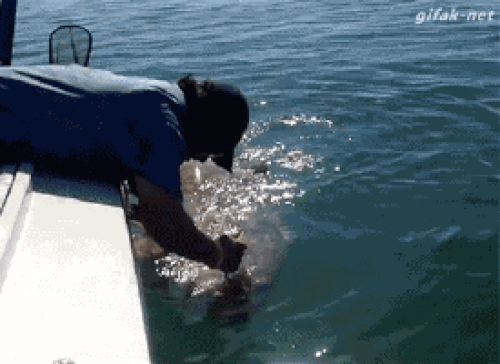 16 con vật hổ báo không nể nang bất kì ai 16