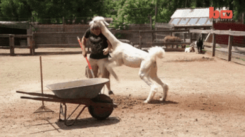 16 con vật hổ báo không nể nang bất kì ai 11