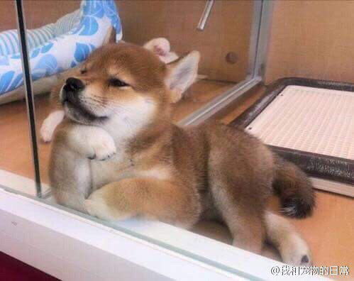 ‘Bạn có muốn nuôi tôi không’? Nhìn tư thế ngồi ‘nghễm nghệ’ của 10 thú cưng này mọi người cười lăn