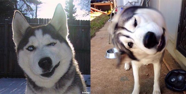 50 sắc thái của bọn Husky trở mặt như trở bàn tay