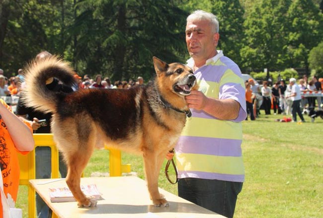 Chuyện về chú chó trung thành vượt 600km trong suốt 3 năm để trở về với chủ