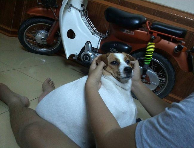 Em cún “phát hờn” vì bị chủ vỗ béo trùng trục, mất hết cả “dáng chuẩn”