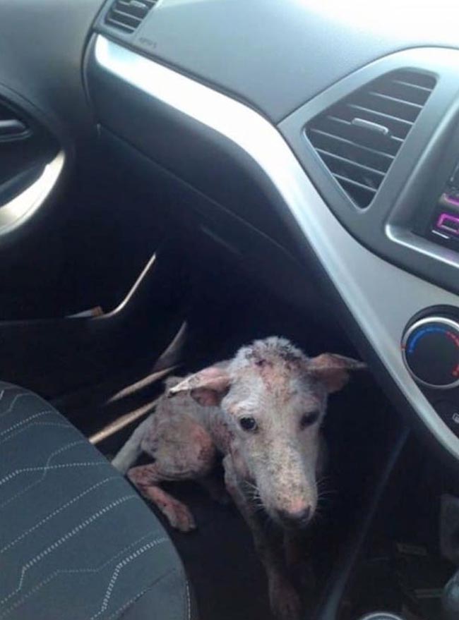 Bệnh tật và đói khát, chú chó hoang liều mình nhảy lên xe người lạ, điều sau đó thật ngọt ngào