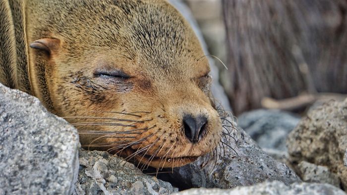 Loạt ảnh vể những chú hải cẩu đáng yêu để hiểu lý do người ta hay gọi chúng là những chú cún của biển