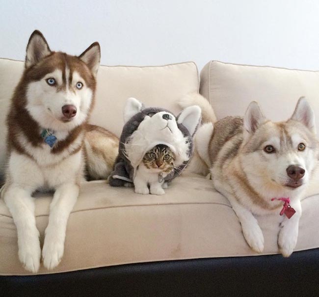 Cô mèo cứ nghĩ mình là chó Husky sau khi được cứu, và đây là 15 hình ảnh ‘triệu like’