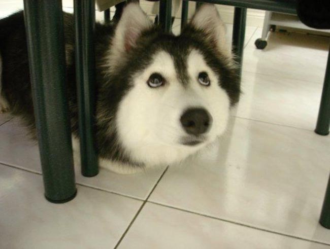 Một chú chó Husky sẽ ra sao khi được nuôi lớn bởi… mèo?