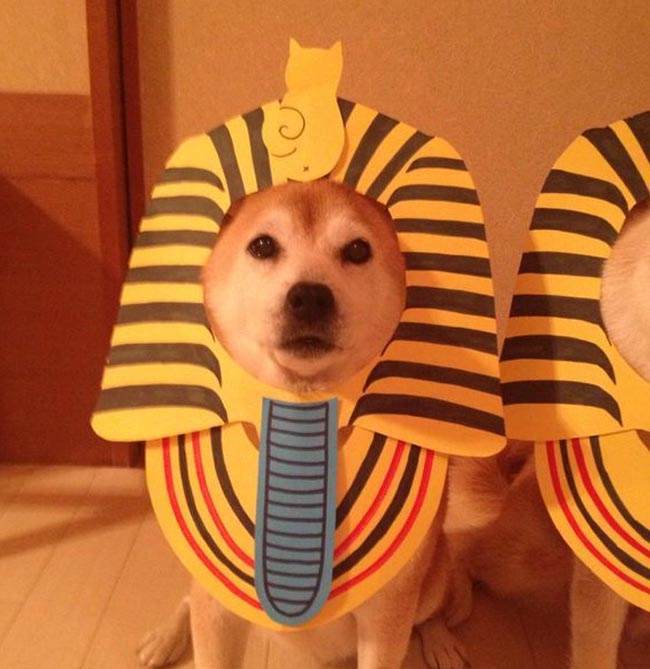 Chiêm ngưỡng chú chó Shiba cosplay cực chuẩn khiến bạn phải ngắm nhìn mãi
