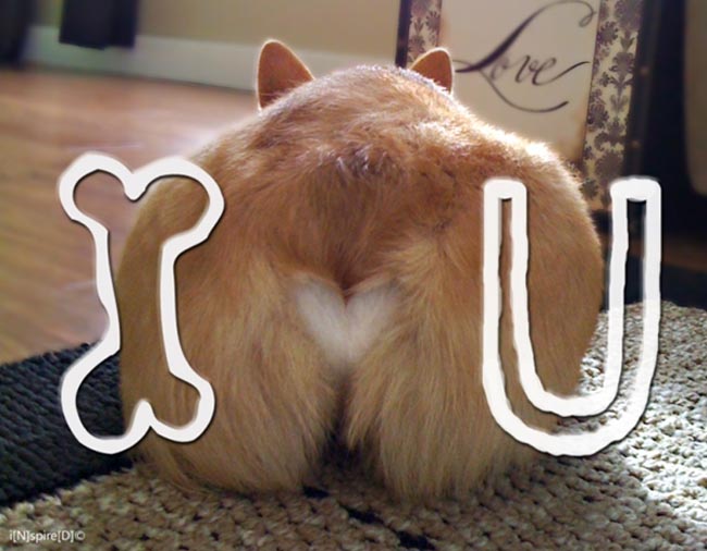 CORGI – THIÊN HẠ ĐỆ NHẤT MÔNG CONG !!!