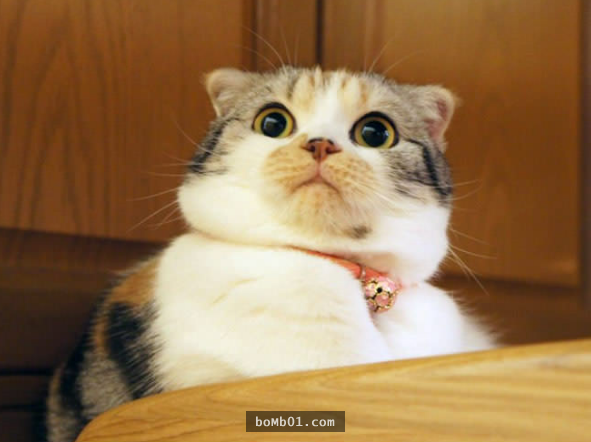 17 bằng chứng cho thấy mèo là loài động vật có biểu cảm ‘sinh động nhất’ thế giới