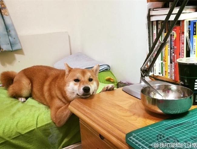 Chú chó Shiba ngủ gục lên gục xuống trong lúc chờ ăn cơm