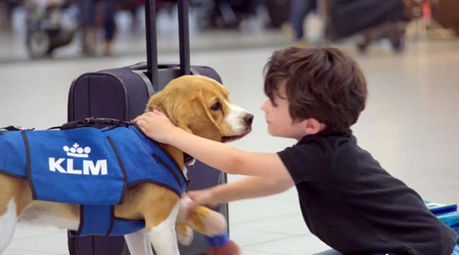 Clip chú chó thông minh tìm kiếm đồ thất lạc tại sân bay hút hơn 20 triệu lượt view