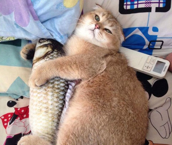 Hết gối hình gián, dân mạng lại đua nhau săn gối hình cá, bánh mỳ, đến mèo cũng ôm đầy thích thú