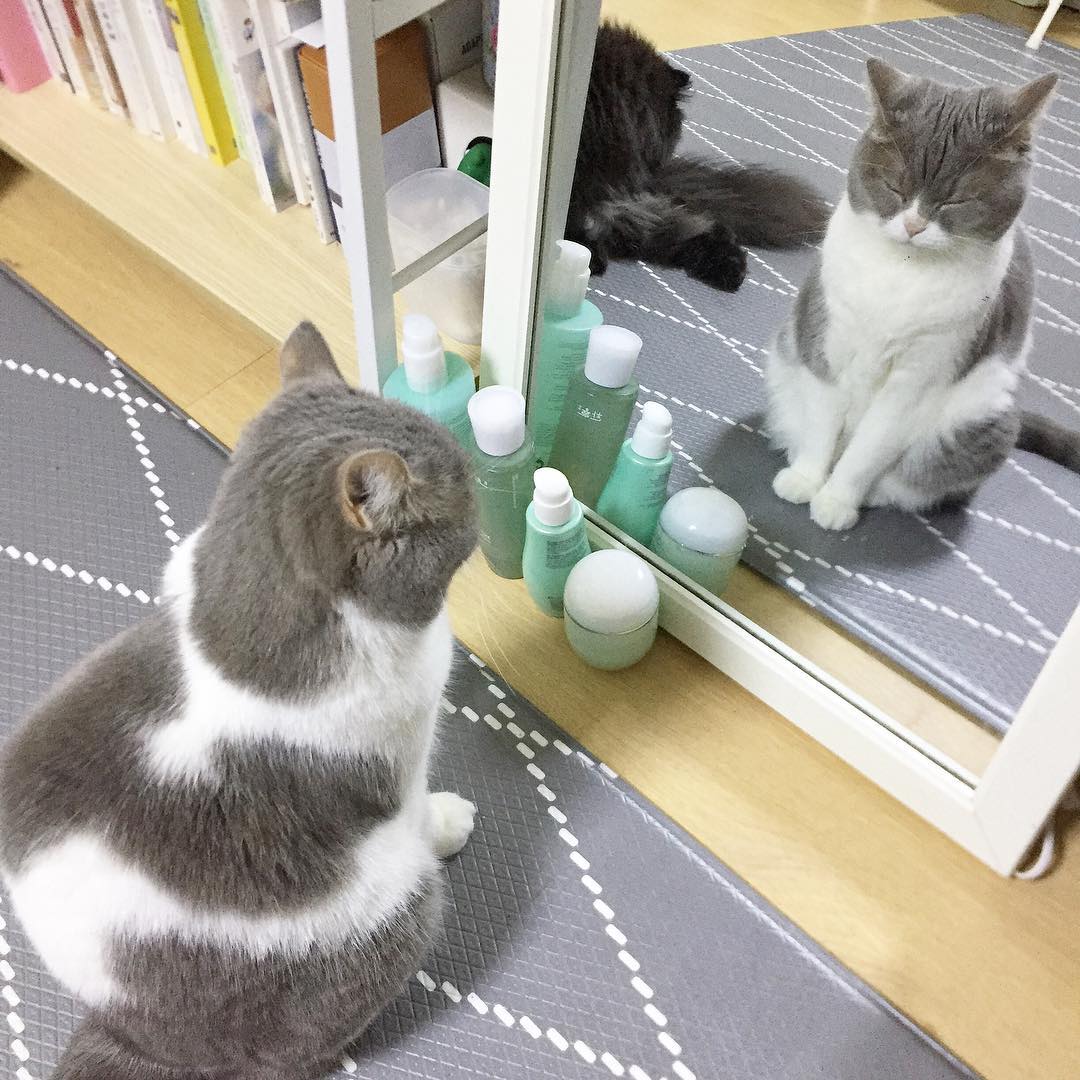 Chú mèo sinh ra đẹp hoàn hảo ‘không góc chết’, cực dễ thương, khi nhìn chính diện ai cũng muốn ôm chặt nó