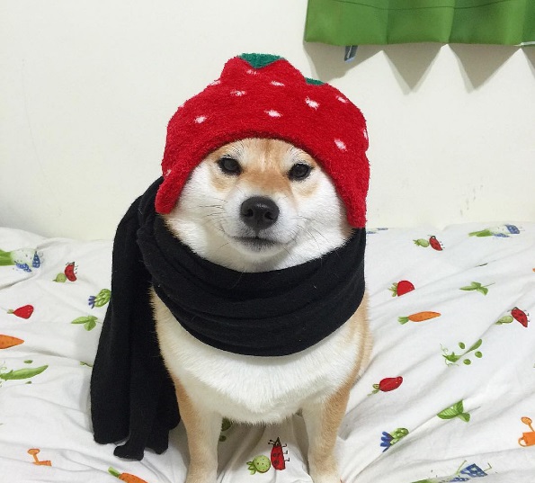 Cười khúc khích với chú chó Shiba ‘vui tính’ cosplay thành 12 hình ảnh siêu đáng yêu