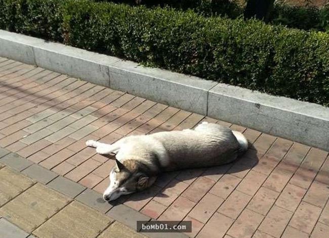 Ngộ nghĩnh chú Husky giả bất động như tượng để xin ăn