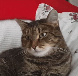 Tổng hợp những khoảnh khắc bị lỗi của đám thú cưng 12