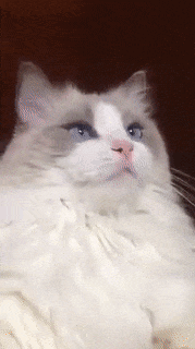 Tổng hợp những khoảnh khắc bị lỗi của đám thú cưng 5