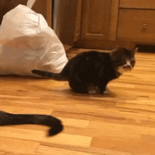 Tổng hợp những khoảnh khắc bị lỗi của đám thú cưng 6