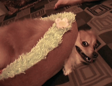 Tổng hợp những khoảnh khắc bị lỗi của đám thú cưng 2